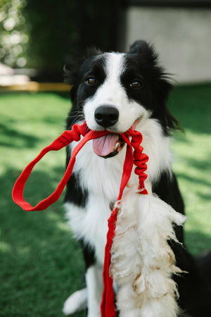 Pawfect Leashes For Your Dog