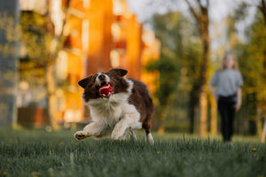 Dogs Entertaining Toys