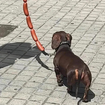 HotDog Dog's leash