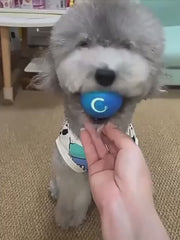 Smart dog jumping ball for dogs